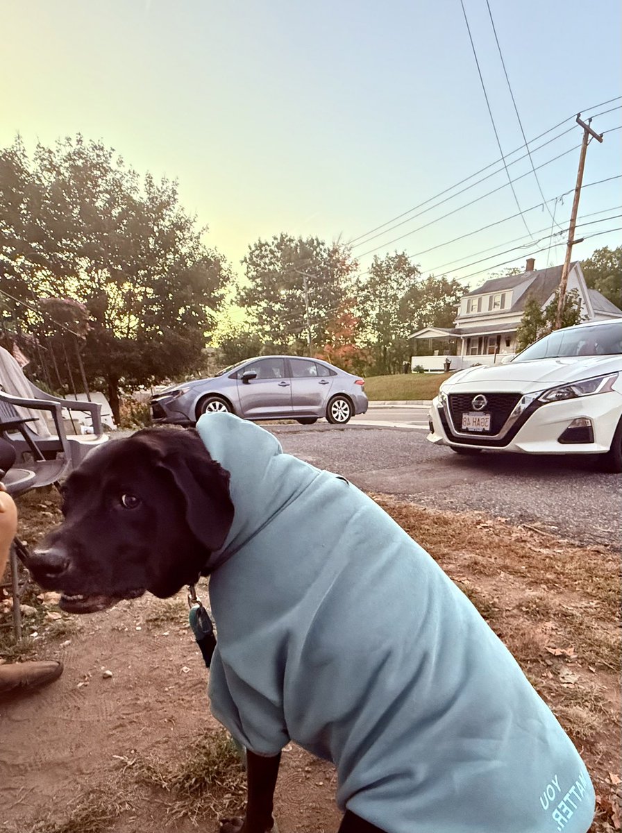 bex419's tweet photo. When your doggo loves @comfrt as much as you do https://t.co/fz0vtuM9VR