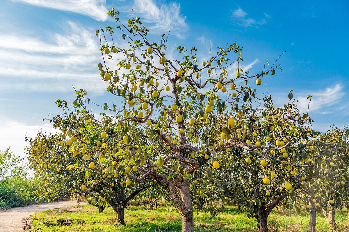 DailyBeijing's tweet image. The 1,500-mu pear orchard in Longwantun Town, Shunyi District, Beijing, has entered its #harvest season! Visitors are invited to pick fresh #pears, stroll through sun-dappled groves, and soak in the golden hues of #autumn. #beijing #beijingtravel #agriculture #agriculturelife