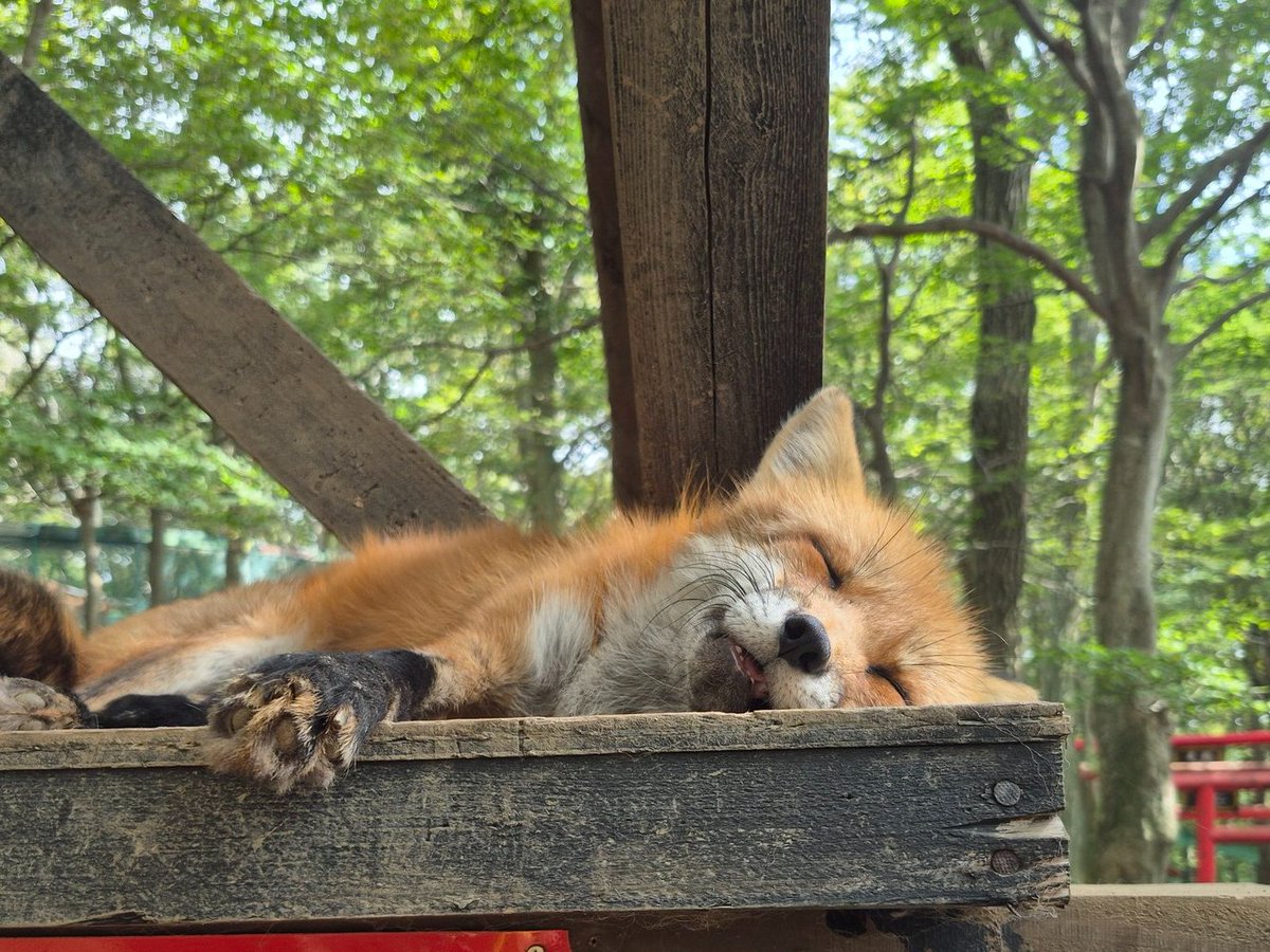 レオンくんのママ (@taka38leon) / X