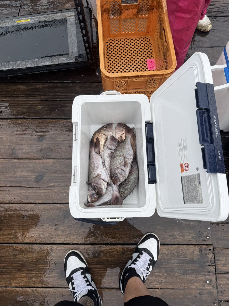 本日は鯛を釣りました。