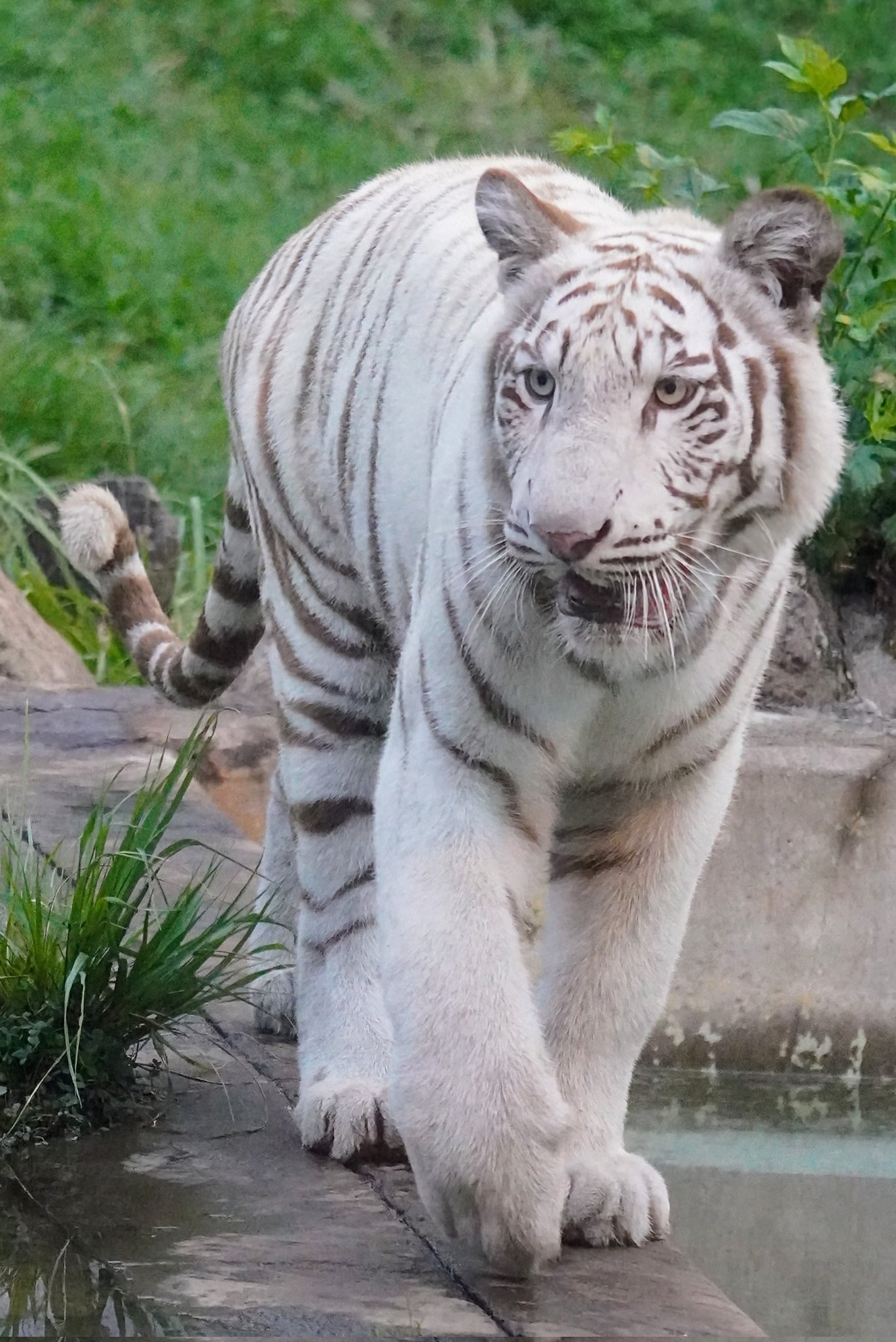 ホワイトタイガー - Search / X