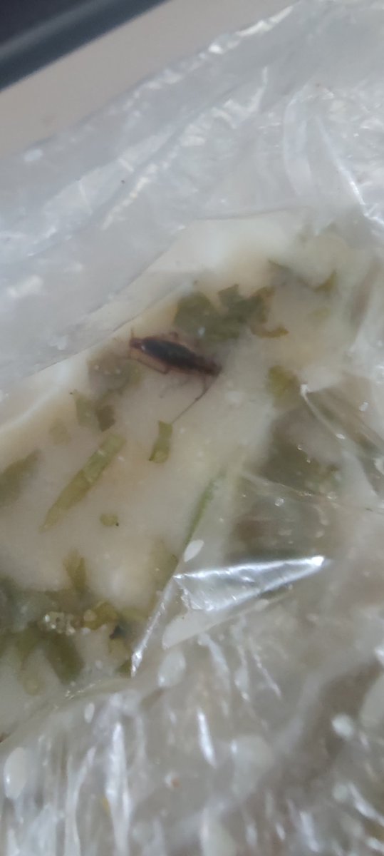 Chitrangna73's tweet photo. Serious food hygiene, health safety &amp; brand misuse concern on Train No. 19666 (04-10-25) at Gwalior Station, a local vendor Shere Punjab Restaurant sold Veg Biryani (₹100) in IRCTC-tag on packaging, i found a cockroach in raita! 🪳
PNR 2723762864
@AshwiniVaishnaw @IRCTCofficial https://t.co/Fw6JSbmHCp