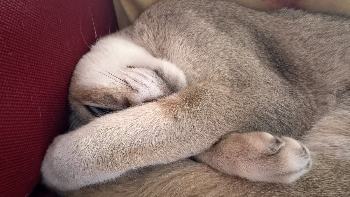 hiros's tweet photo. 半目で寝ている💤

#シンガプーラ
#昼寝
#猫
#cat https://t.co/D3pW9ObhWG