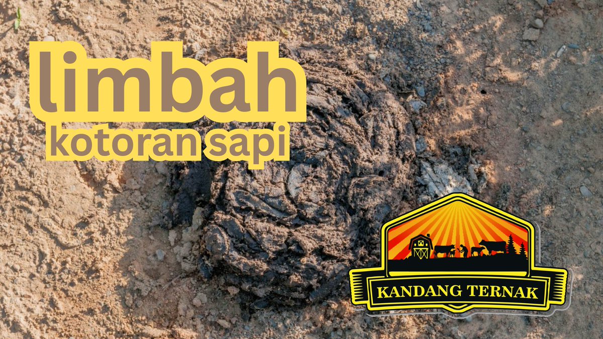 SubhanAM1981's tweet photo. limbah kotoran sapi, hasil buangan pencernaan sapi. sering dianggap limbah, banyak potensi jika dikelola dengan baik.

https://t.co/A1GtIkRnIP https://t.co/CwuaMOhjkL