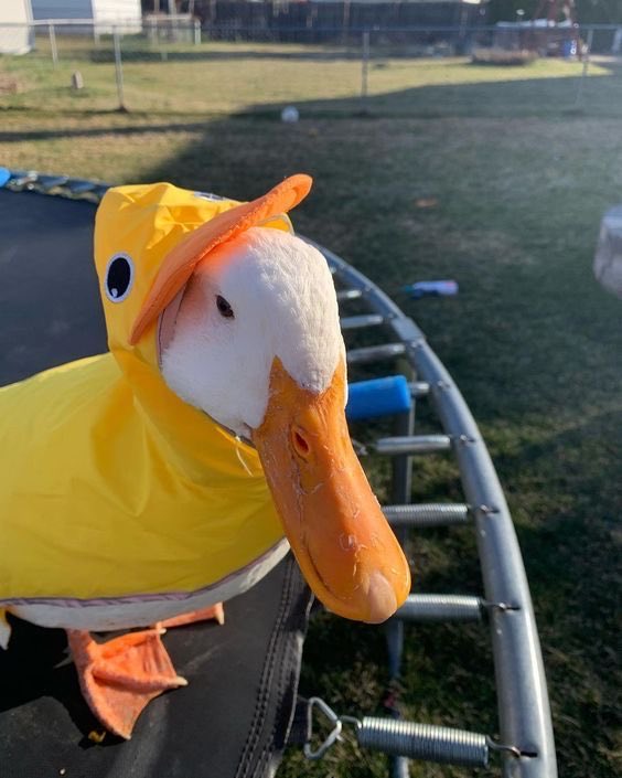 wallchain_xyz's tweet image. gQuack🐤