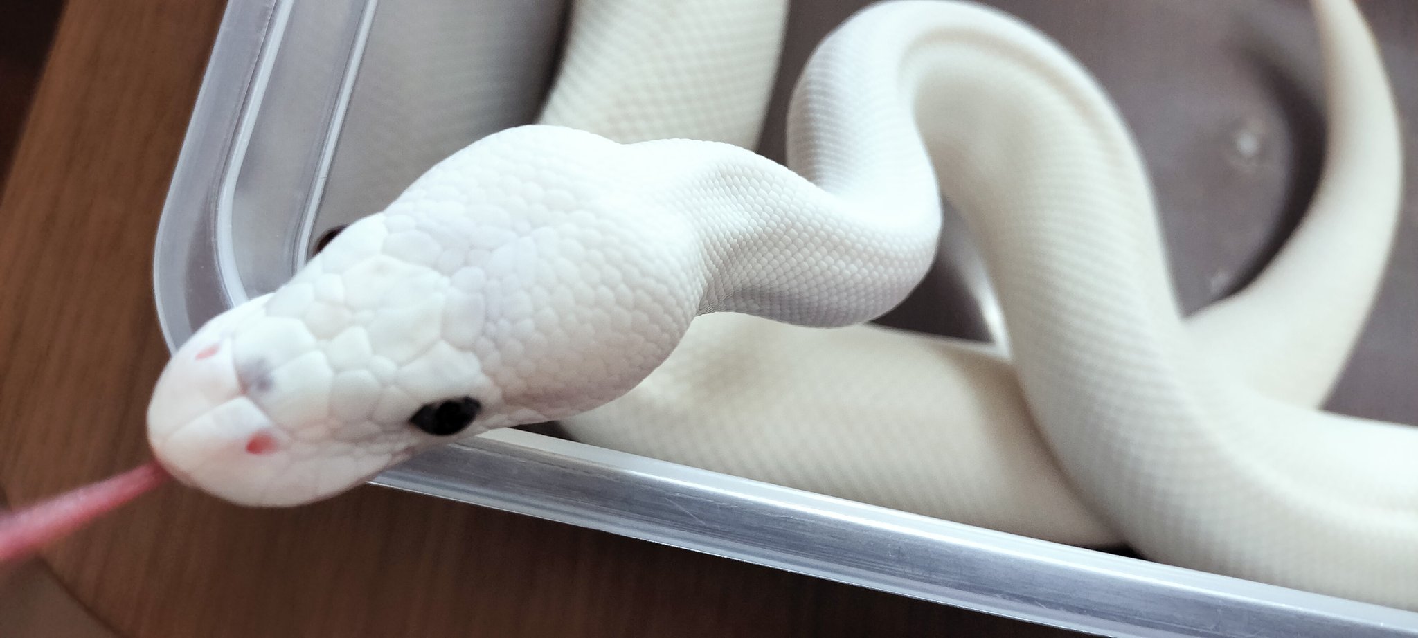 ほわいとベルさま確認ページ♡ girlsbypj 限定「トイ・ストーリー」コレクション 雲柄の