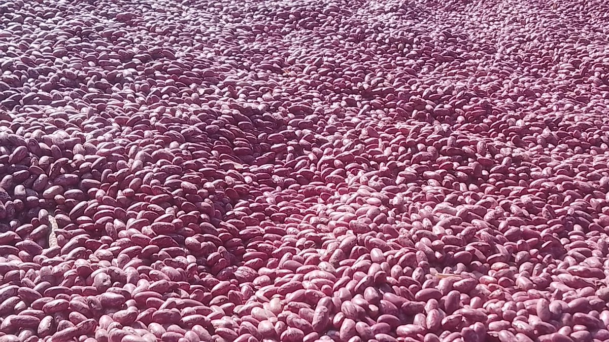 Berese28's tweet photo. The beans have been perfect this season. This was achieved by improving weeds management and proper planning of harvest and drying operations including the construction of the store. #Beresetwopointeight, @Zena_Cheruiyot https://t.co/XbW7bdecoC