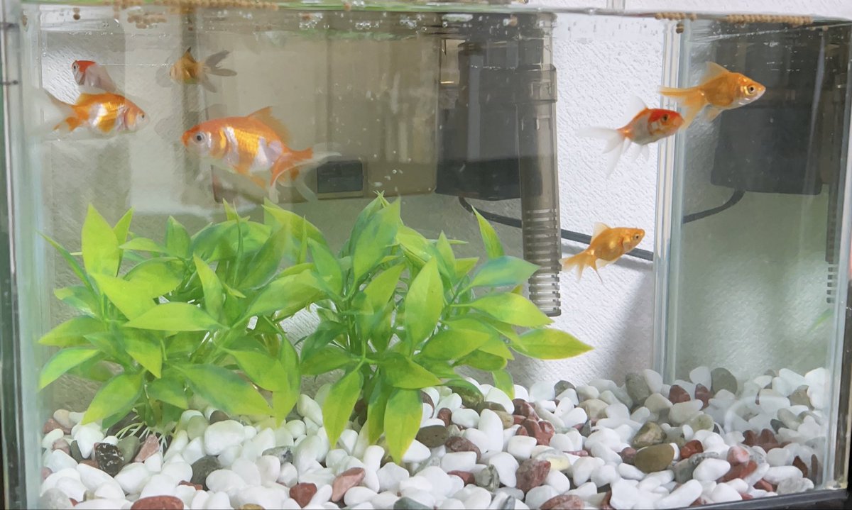 2.5Dの立体的な金魚オブジェ 2.5Dの立体的な金魚オブジェ