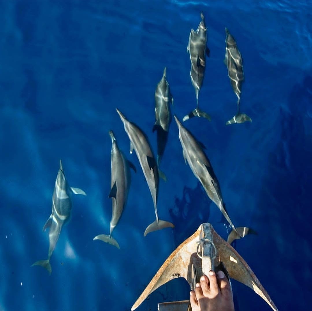 The Ultimate Ambassadors of the Ocean ! 
Happy National Dolphin Day 🐬 

#dolphins #andamanandnicobar
<a href="/MediaRN_ANI/">Lt. Governor's Secretariat-Media Cell, A&N Islands</a> <a href="/Andaman_Admin/">Andaman and Nicobar Admn</a>