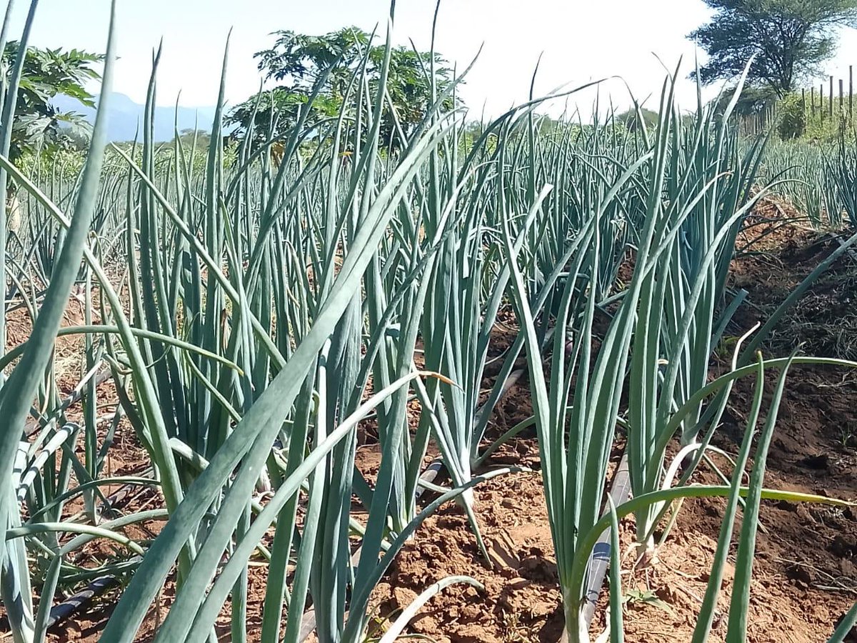 Berese28's tweet photo. Managu was trialled and it seems its the real deal. Direct sowing. #Beresetwopointeight, #EMC,  @Zena_Cheruiyot https://t.co/lSnhNiZGfh