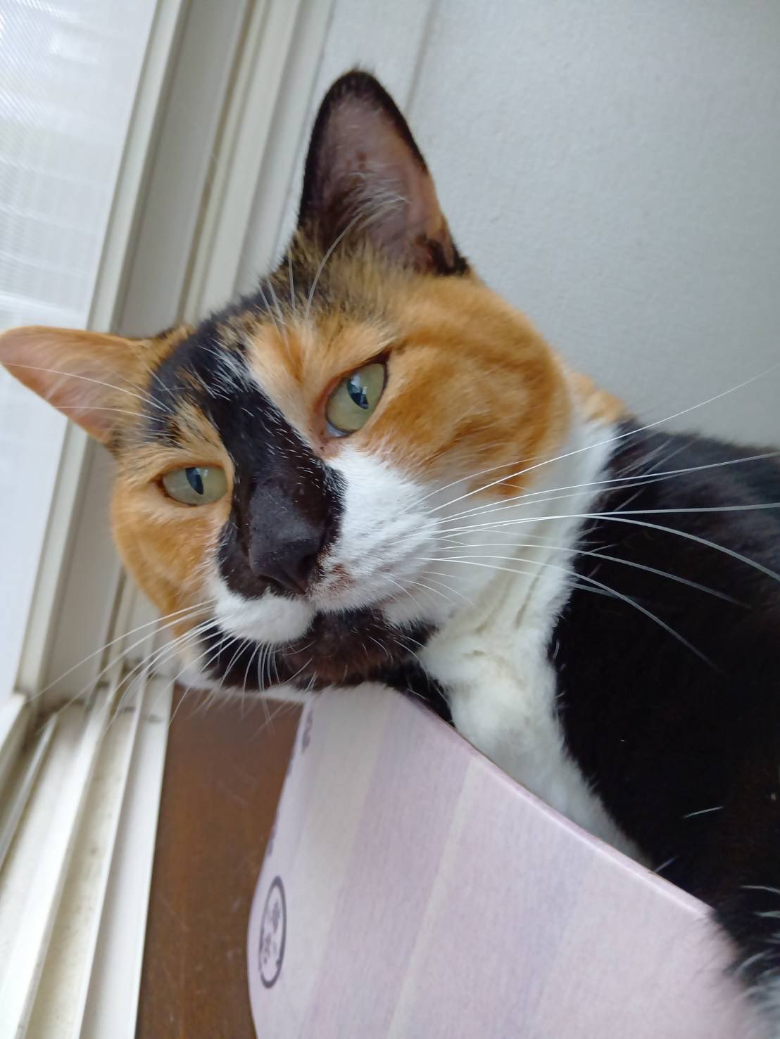 ♡三毛猫♡さん専用 三毛猫はなこ (@hanako20180721) / X