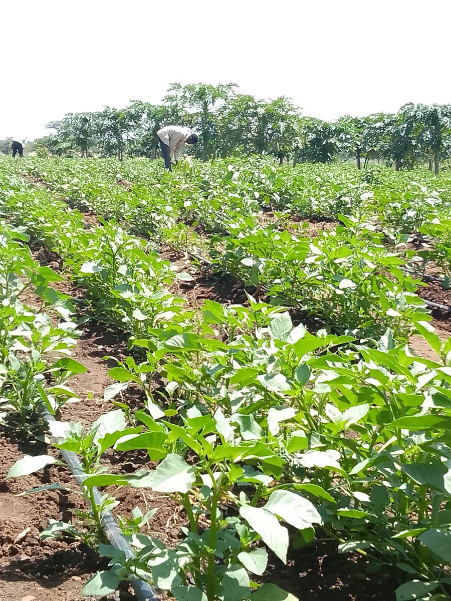 Berese28's tweet photo. Managu was trialled and it seems its the real deal. Direct sowing. #Beresetwopointeight, #EMC,  @Zena_Cheruiyot https://t.co/lSnhNiZGfh