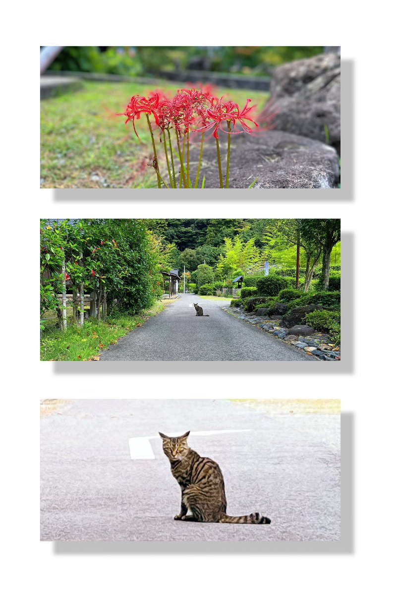 昨日久しぶりに遠出して来ました^ ^
彼岸花が綺麗でした
神社で出会った猫が可愛かったです♪