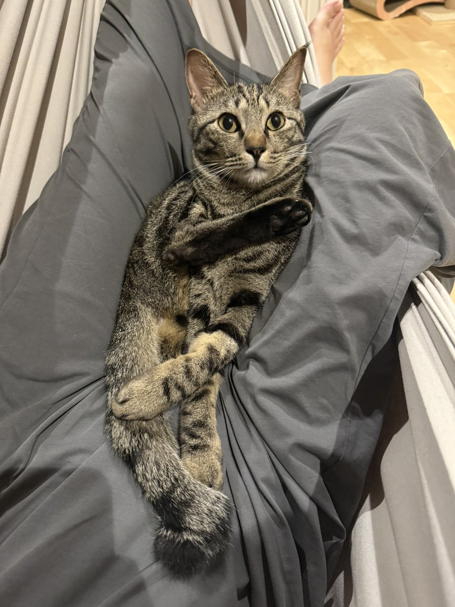 とぅん🐈‍⬛ (@tototonton11) / Posts / X