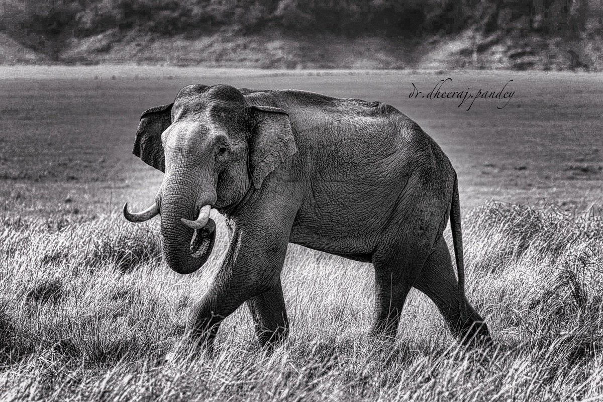 DrDheerajPandey's tweet image. Ele-fantastic !!

@Gannuuprem #elephant #tusker #Uttarakhand #grassland @Canon_India #elephants #elephantlove #wildlife #elephantsofinstagram #elephantlover #elephantlovers #savetheelephants #elephantart #wildlifephotography #nature #animal #safari #travel #india #corbett