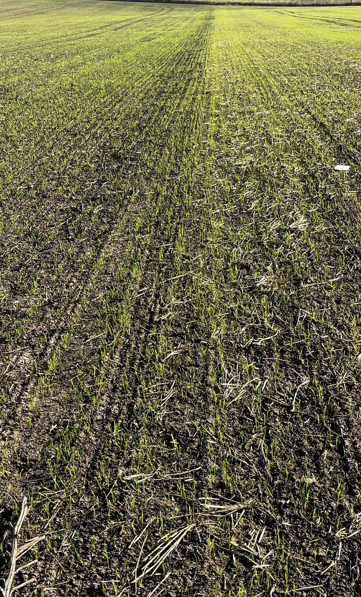 Kerb, the Agronomists annoying love child since the 1970’s!! Great when it works, but annoyingly fickle.

Previous crop on the left of the line was Beans drilled and sprayed 28th October. Brilliant control result when compared to the grass in the right that is now a 2WW