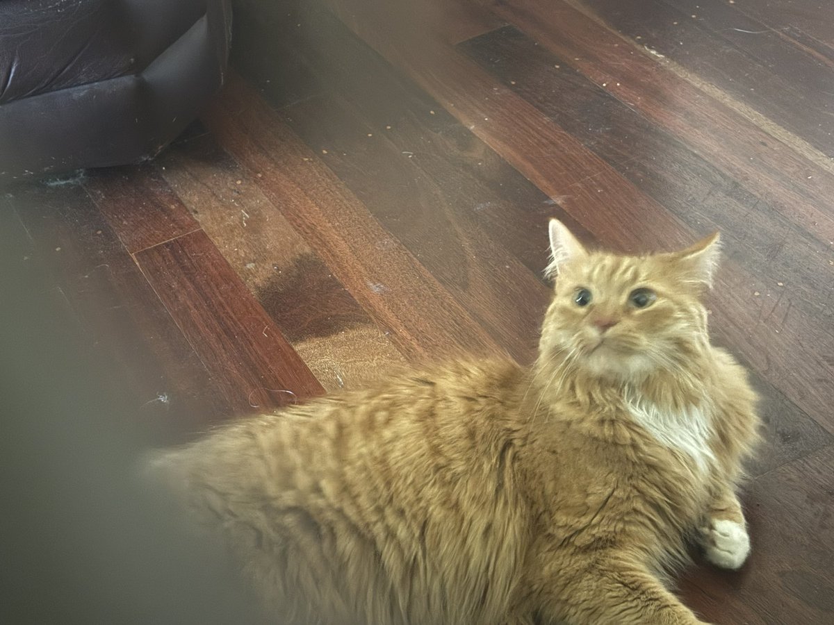 Sassy 🧡and 🌈 This Puss 🌈 tweet media