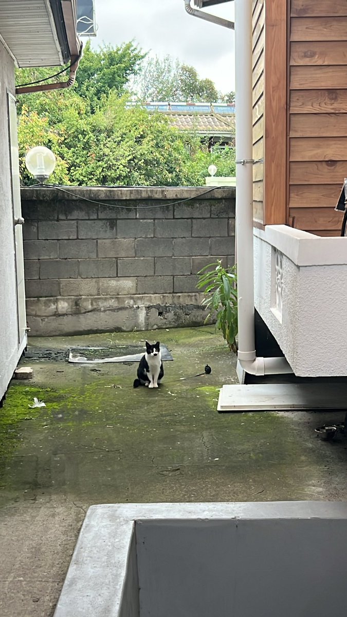 RoomiX_'s tweet photo. The Meowvement is getting louder 🐾🚀  
$ROMX isn’t just a coin — it’s a community built on purpose and love ❤️  

Early holders are shaping the future of a project that gives back to stray cats & dogs 🐱🐶  
Be part of the story before it’s history 🕒✨  

👉 Buy now: https://t.co/Kkx0ZOv9vd  
👉 Join the family: https://t.co/QDC7vhfkyo  

#ROMX #RoomiX #Solana #Crypto #MemeCoin #CryptoForGood #ToTheMoon #ElonMusk