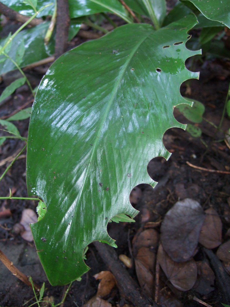 ハキリバチに切り取られたショウガ科の葉