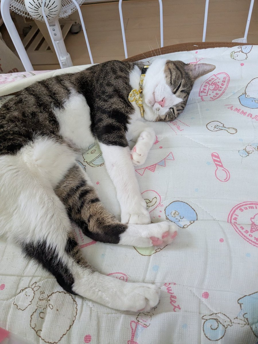 どこかの猫好き様　専用 もるきち on X: 