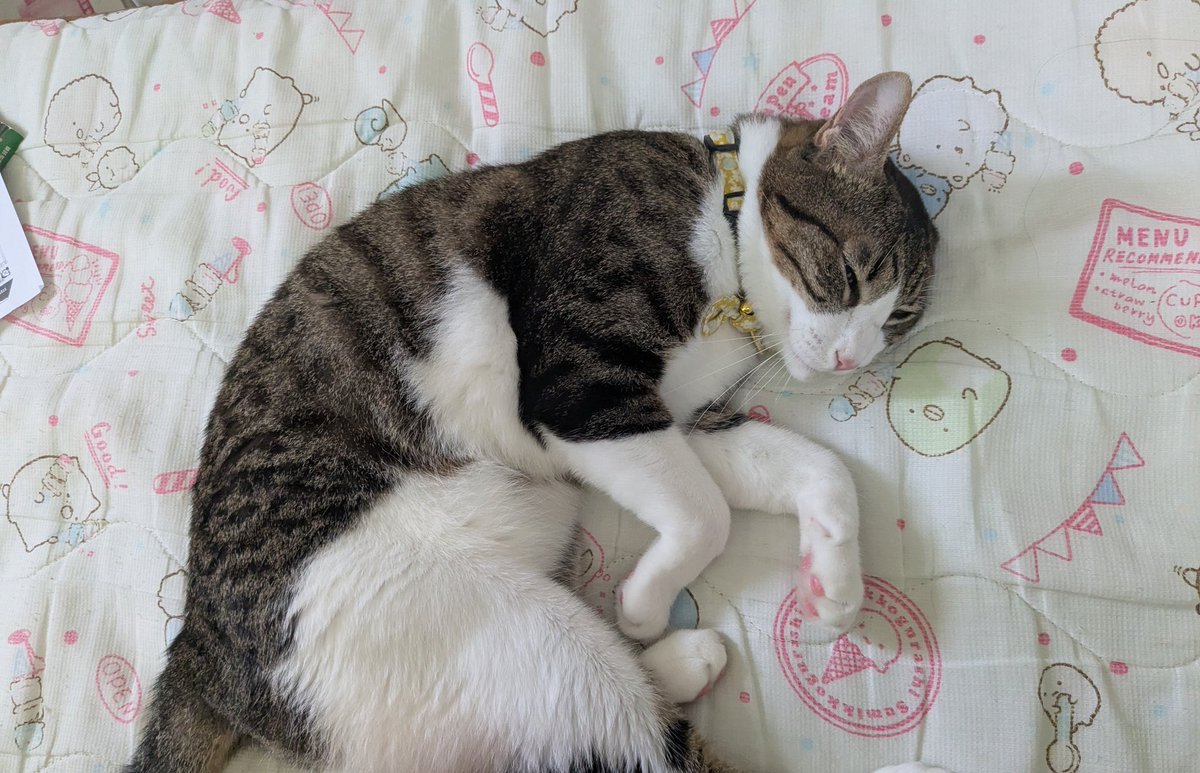 どこかの猫好き ワカとヤマ on X: 