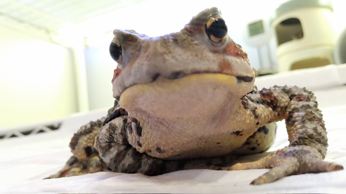 ガマガエルページ F40-n9ybkAAKlt9.jpg