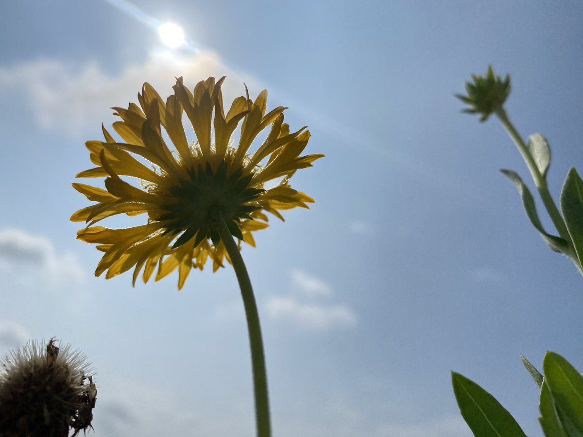 #सूर्य जळतो म्हणून #फुलं कोमेजत नाहीत; ती त्याच्यातून उजळतात…!🌸
#माझाक्लिक