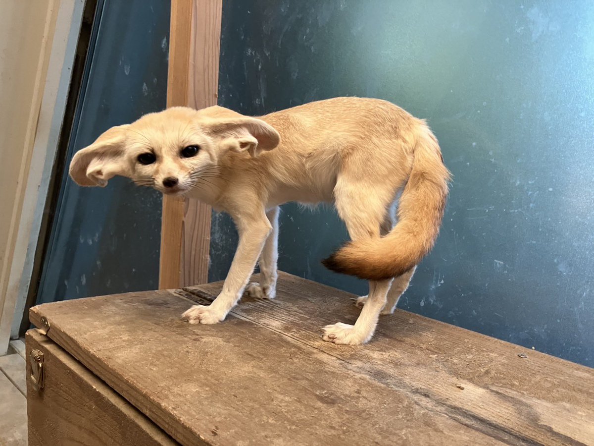 アーティスト　フェネック adidas ZX 8000 “Olympic” FX9152 Release Date | Nice Kicks