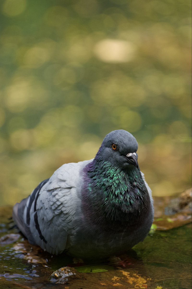 Tweet media one