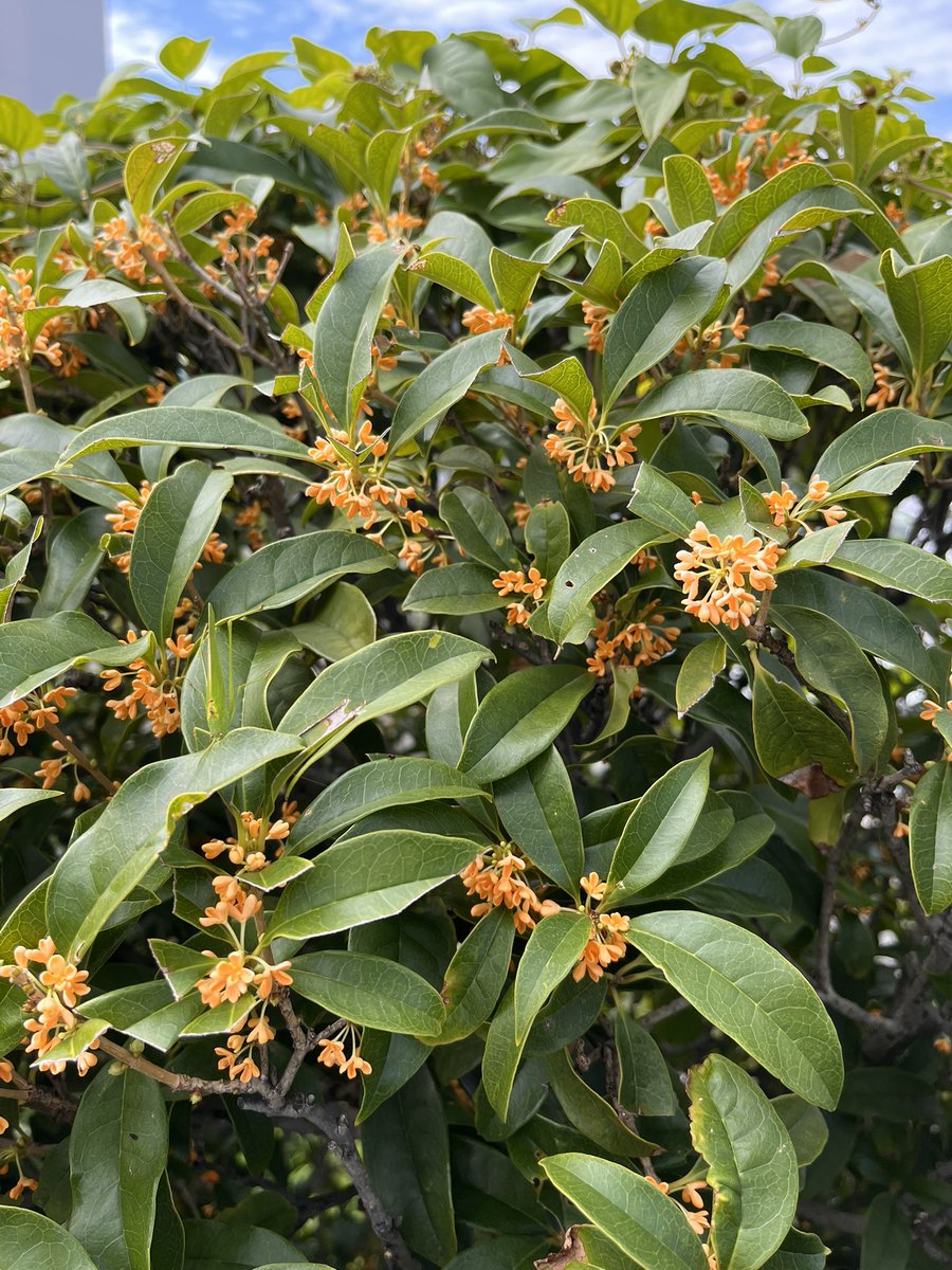 昨日街中歩いてたら甘ーい香りがして、くんくんしながら香りのする方へ行ったら金木犀！この香りだーいすき！！3歳のとき弟が入れられてたお風呂の入浴剤が金木犀でその3歳記憶が蘇る香りなんです☺️
来年もここ散歩しよう🎵