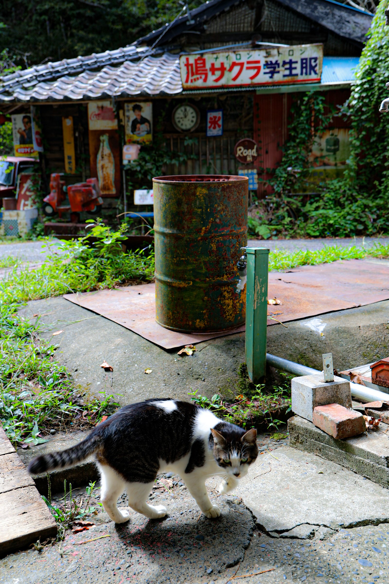 ネコちゃん photo 猫ちゃん新入舎情報！ | かねだい青梅店 最新情報
