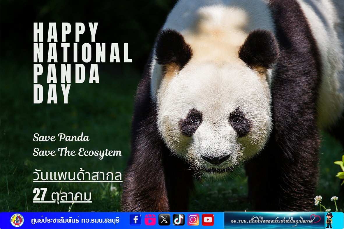 prisoccbi's tweet image. 27 ตุลาคมของทุกปี WWF-จีน ได้กำหนดให้เป็น #วันแพนด้าสากล #PandaDay