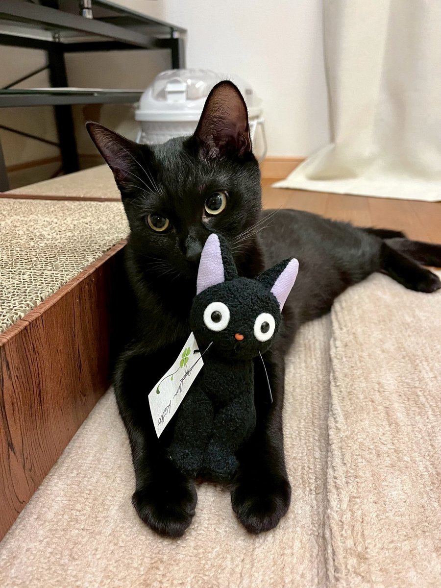 黒猫 プロフ5/25日～更新 梅子の部屋 on X: 