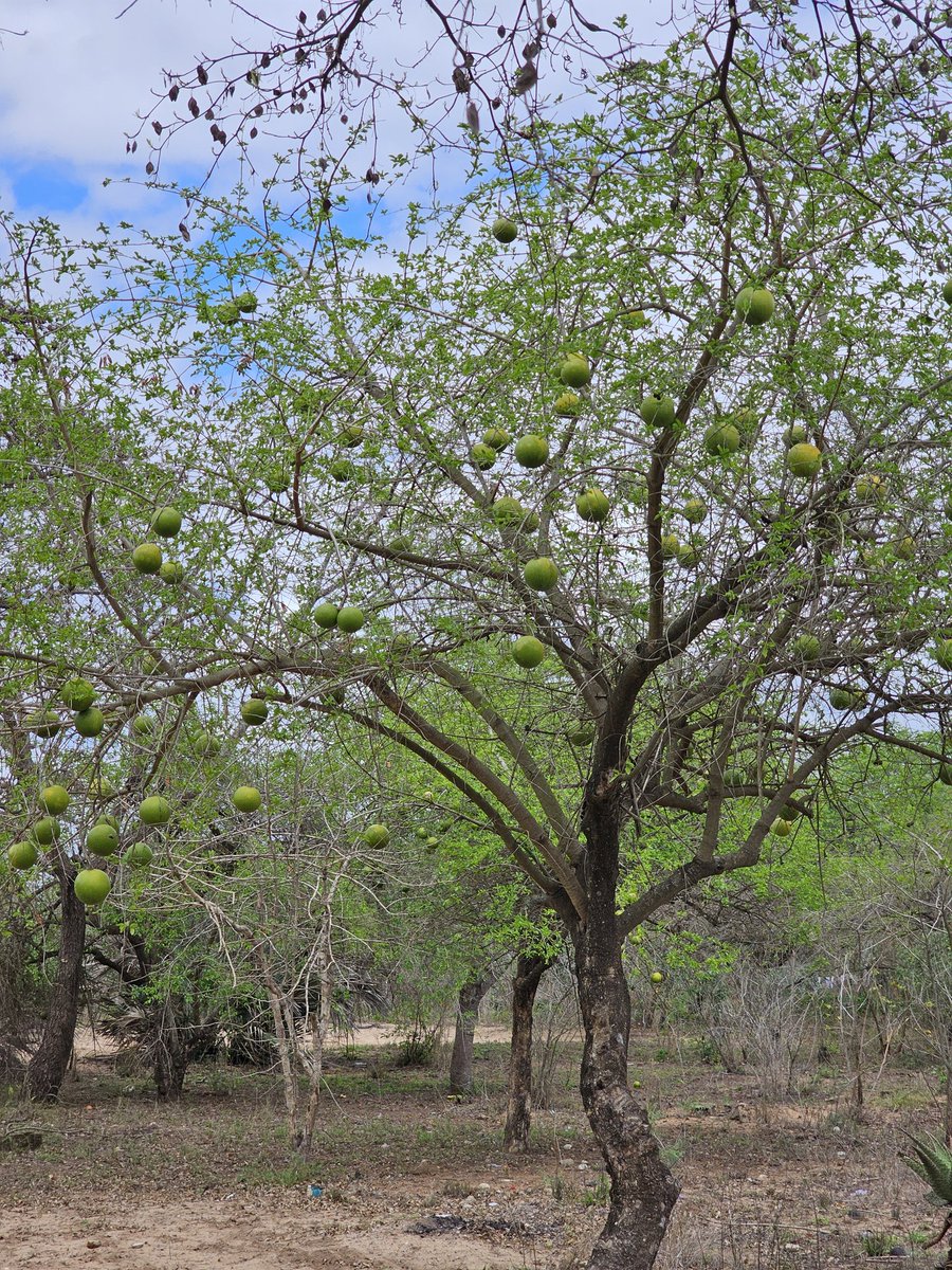 Massaleira em Mahoche, na Moamba