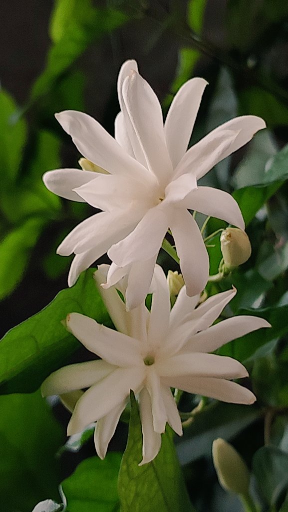 The_MayaXplores's tweet image. Share your flower photographs 
#Flower
#flowerphotography
#The_MayaXplores