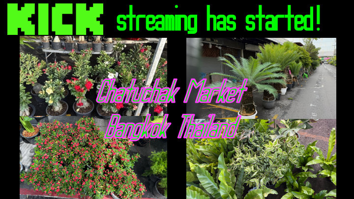 yakinegi's tweet photo. https://t.co/1Gw4qAGUo1
Chatuchak Market (Plant Market) Bangkok Thailand https://t.co/TbQ78rZq4A