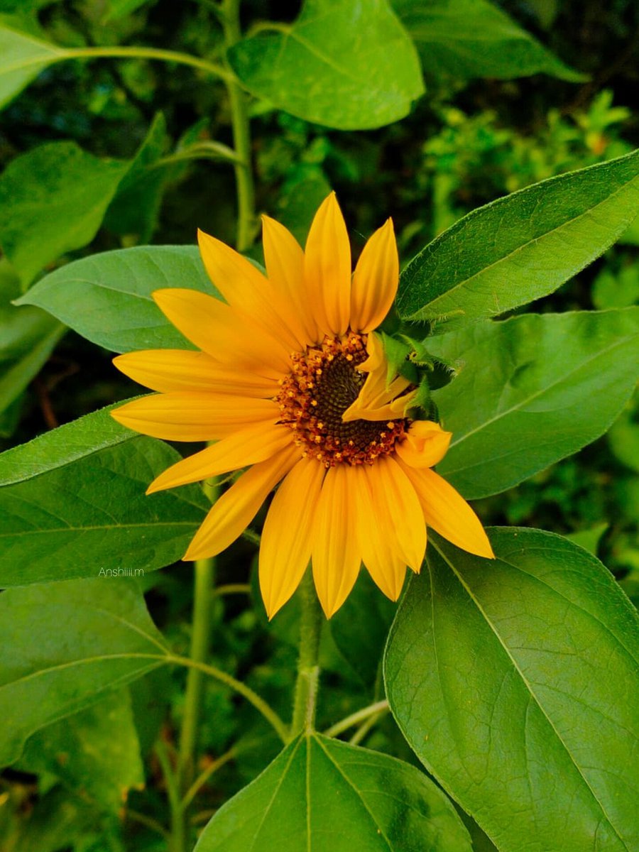 ManRal0's tweet image. Bloomed🧡&apos;