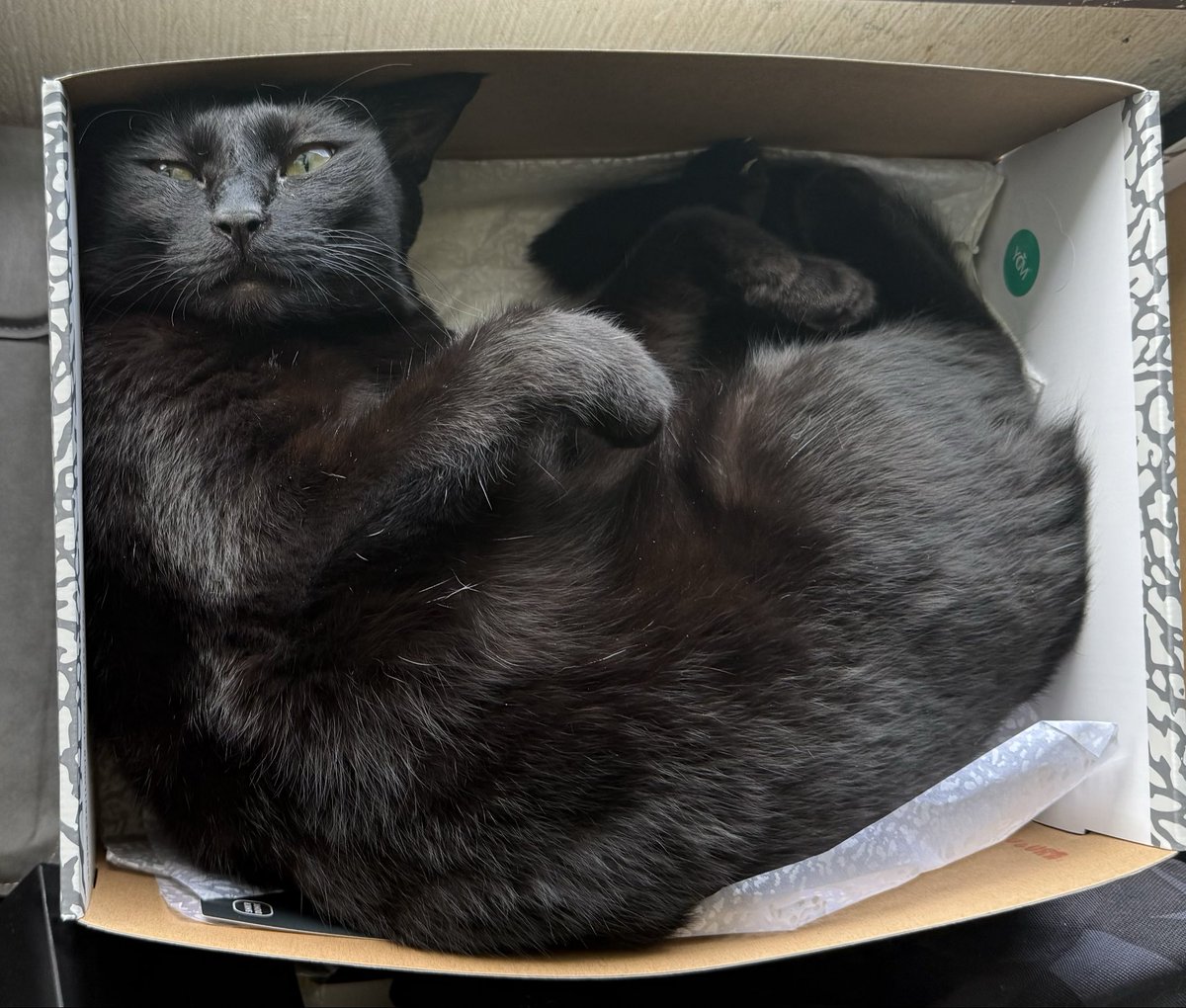 愛らぶ黒猫ちゃん🐈⬛ tweet media