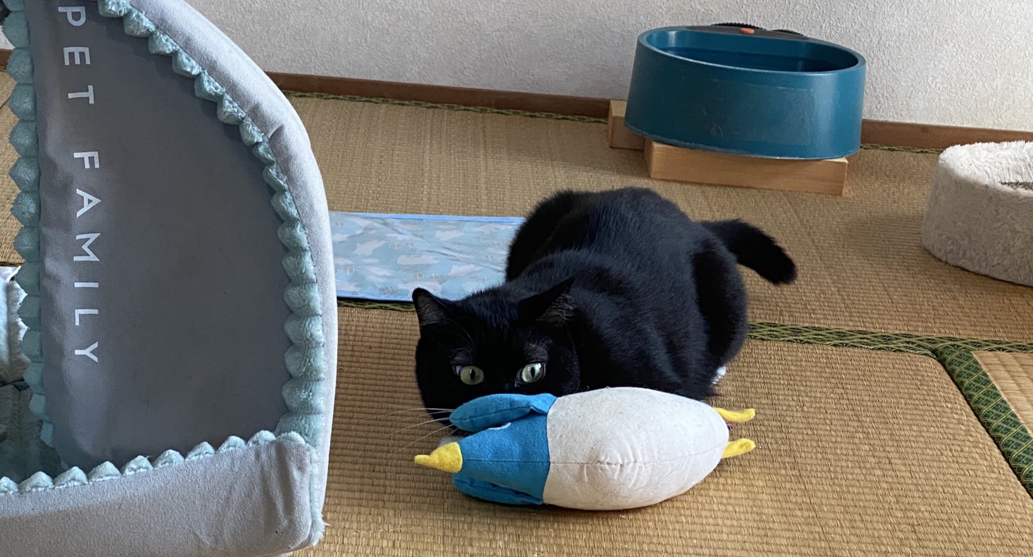 めぐみ♂ (@0625megu_mi) / X