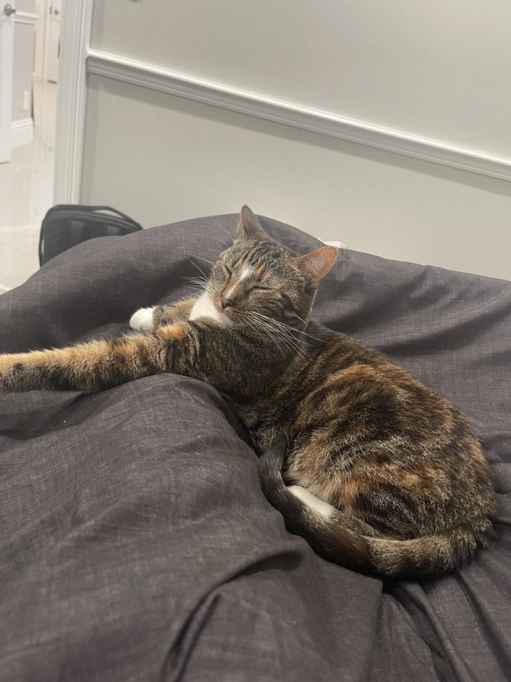 daily patches 😼 tweet media