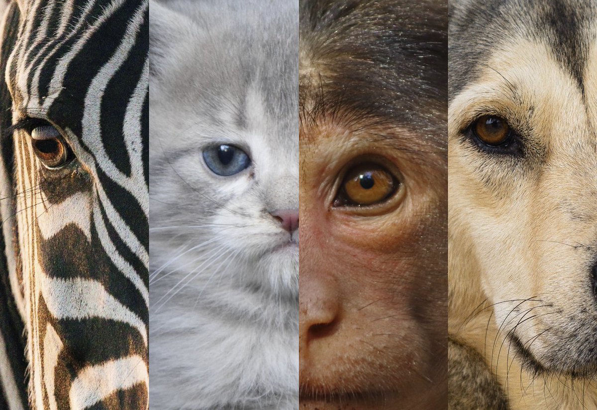 Early Bird still available - Masterclass with Dr Massimo Mangialavori - mailchi.mp/in-light/remed…