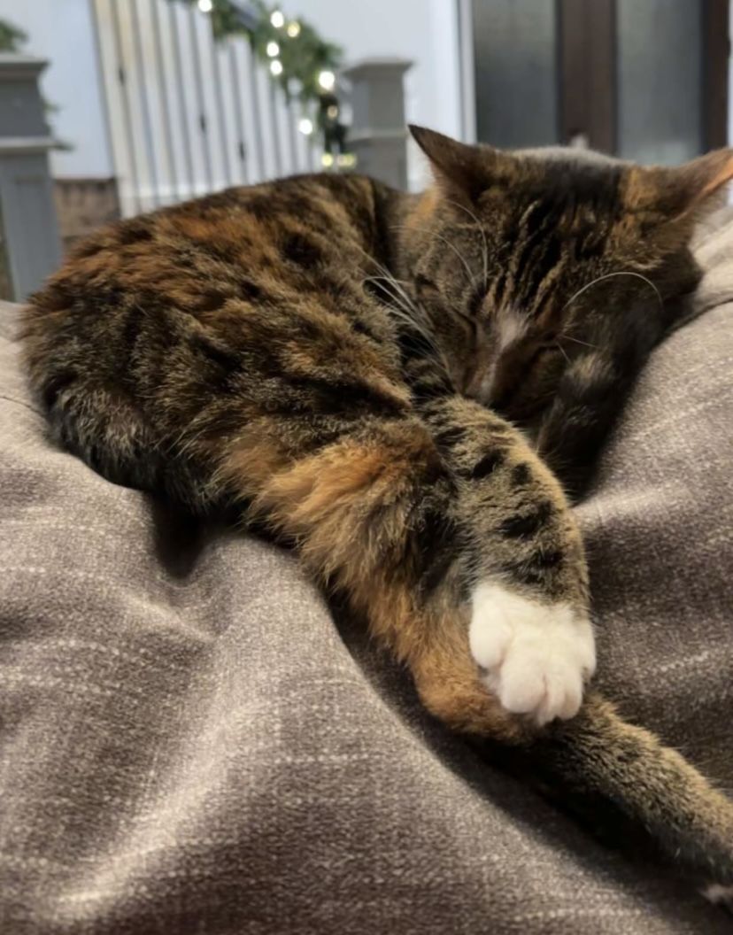 daily patches 😼 tweet media