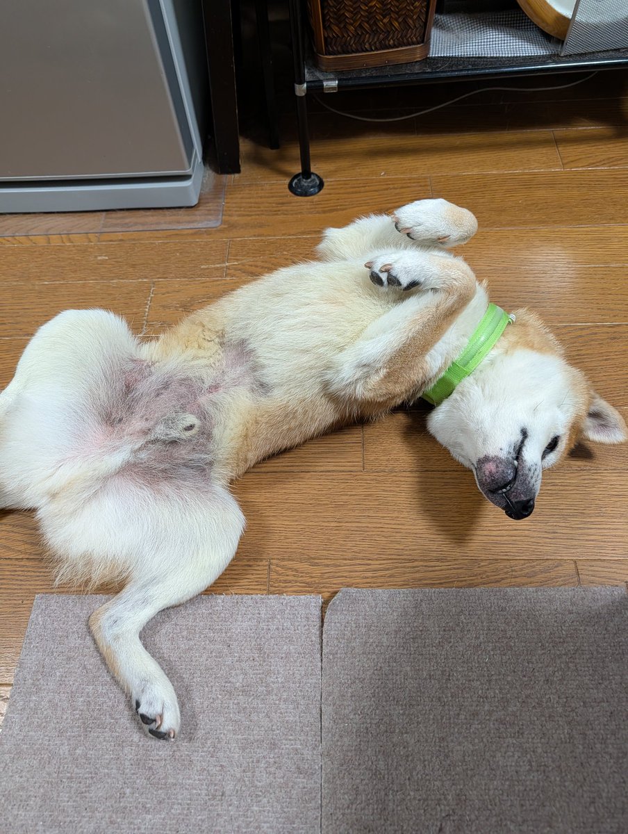 野生を失ったｲｯﾇ