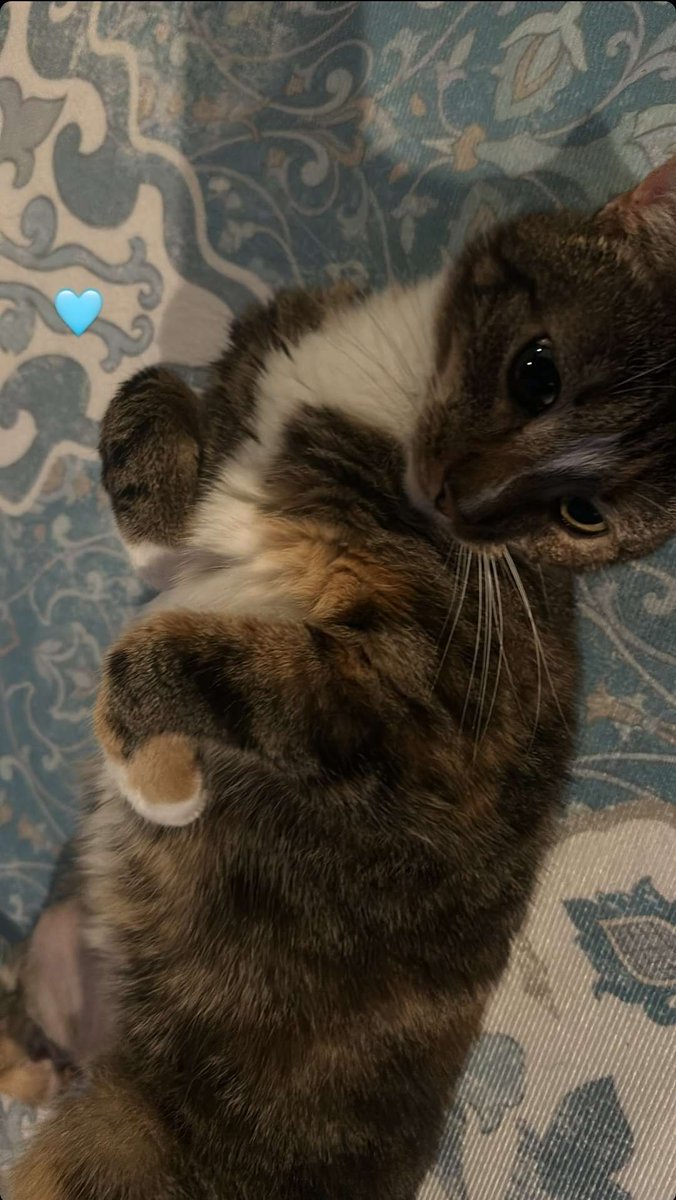 daily patches 😼 tweet media