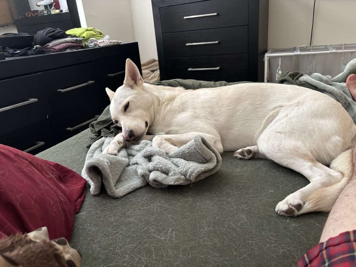 owynndeftinwolf's tweet photo. @cherrycrushTV This is Miya doing what she does best. Sleeping. https://t.co/kY1jEq1bmt