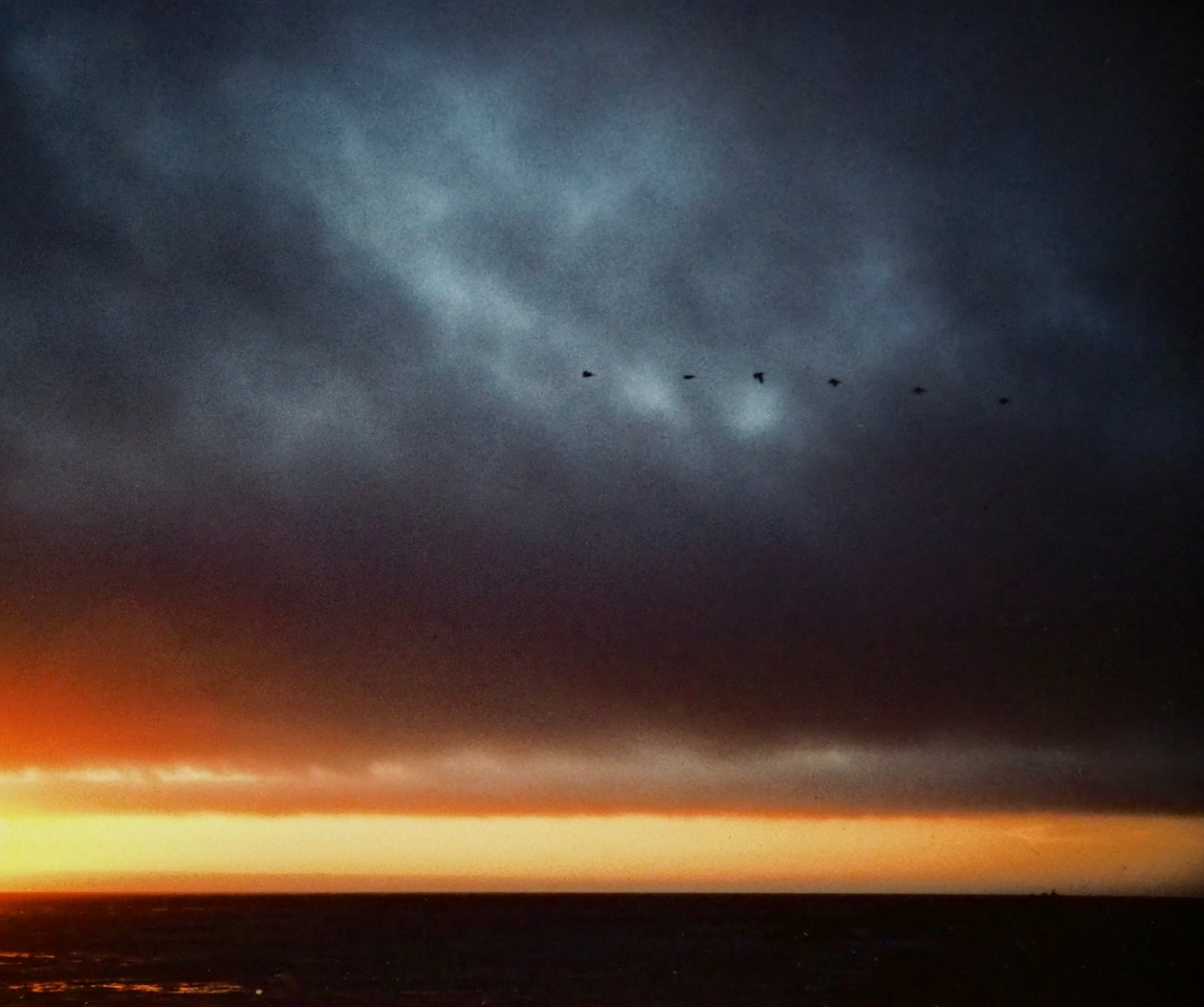 ChesterLRichar1's tweet image. Chester L. Richards

PELICANS, SUNSET. CARMEL

#photographyeveryday #photographyart #landscapelovers #landscapephotography

Photo copyright © 2024 Chester L. Richards – All rights reserved