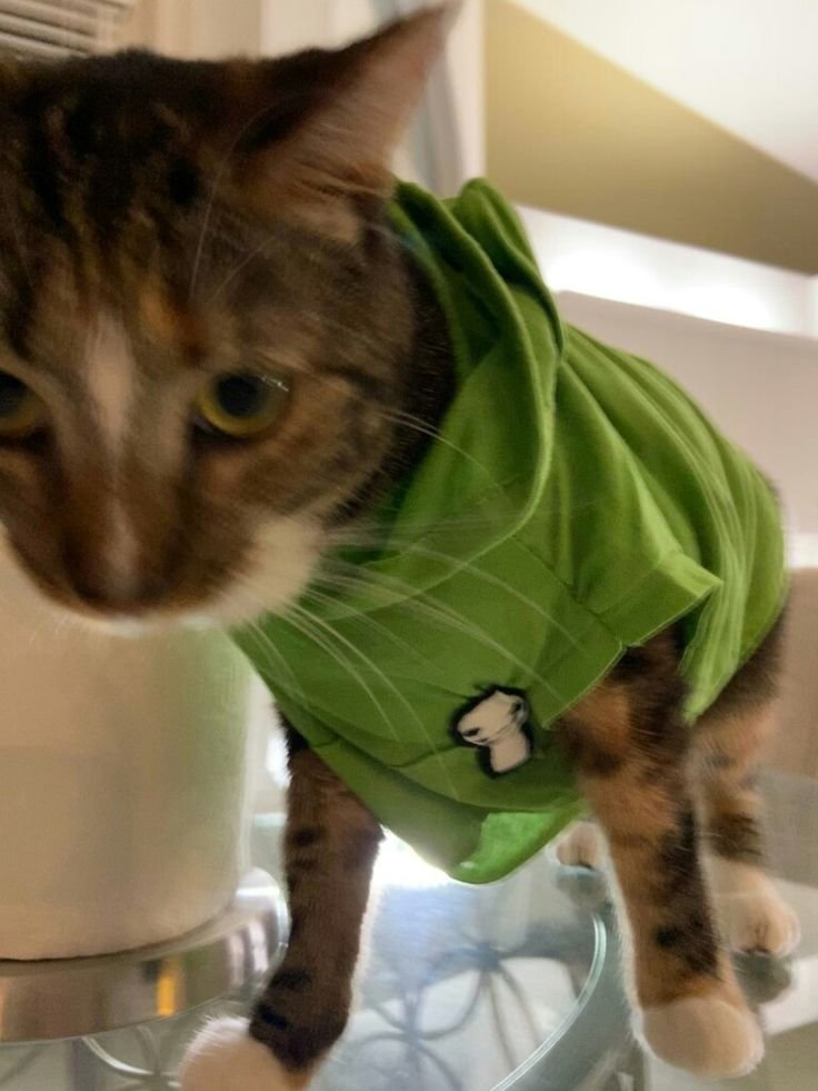 daily patches 😼 tweet media