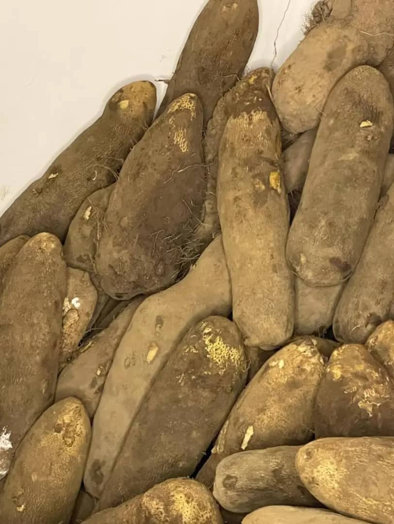 MikeAgrow's tweet photo. "Yam, the king of crops! What's your favorite way to enjoy this delicious tuber? #YamLove #Foodie #AfricanCuisine"
#Agrigogrow #Agronet https://t.co/eHUrhY98z6