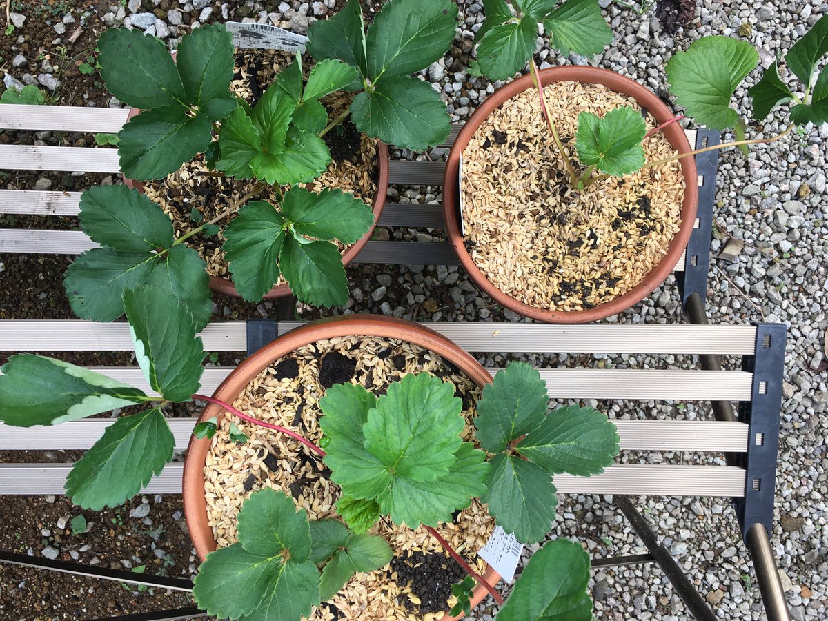 いちご🍓
3種類の苗を買った😎

さて、どうなるやら！？😅