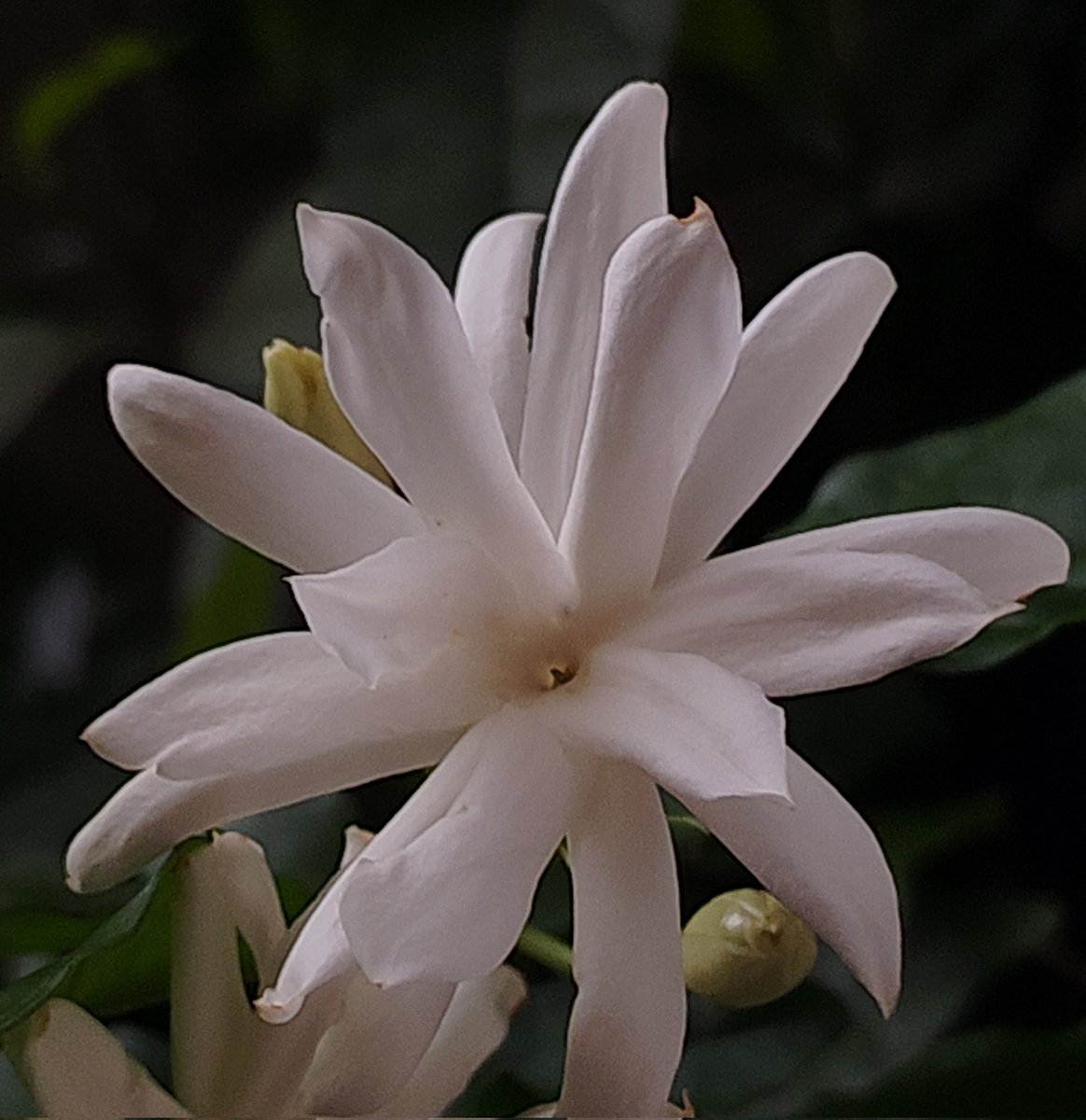 The_MayaXplores's tweet image. Share your flower photographs 
#Flower
#flowerphotography
#The_MayaXplores